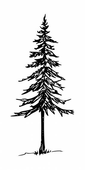 Tree Drawing Simple, Pine Tree Drawing, Pine Tree Art, Tree Outline, White Pine Tree, Drawing Png, Cedar Trees, Tree Svg, Outline Drawings