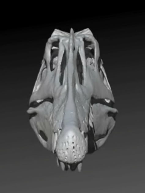 Spinosaurus 2014 skull front view. Mike Keillor Spinosaurus Reference, Accurate Spinosaurus, Spinosaurus Skull, Allosaurus Skeleton, Ankylosaurus Skeleton, Spinosaurus Aegyptiacus, Prehistoric Wildlife, Extinct Animals, Dinosaur Art