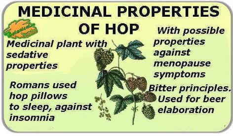 Properties of hop plant – Botanical online Hops Benefits, Homeschool Binder, Hops Plant, Edible Wild Plants, Plant Benefits, How To Calm Nerves, Flora Intestinal, Gut Microbiota, Traditional Chinese Medicine