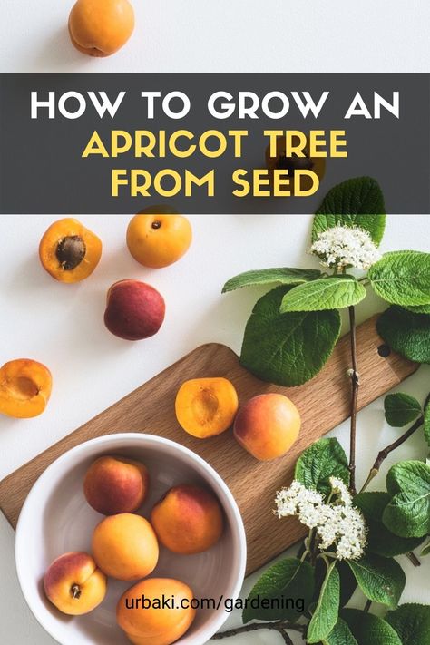 Thanks to these videos you will learn how to easily grow apricot trees at home if you follow these simple steps. The complete process on how to grow apricot tree from seed you will find here. #urbakigardening #gardening #apricot #apricottree #apricotseed #treefromseed Gardener Tattoo, Gardening Tattoos, Gardening Nails, Apricot Trees, Gardening Tattoo, Tools Tattoo, Gardener Aesthetic, Garden Aesthetics, Tattoo Garden