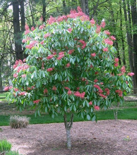 Aesculus pavia Cranberry Viburnum, Buckeye Tree, Pollinator Plants, Types Of Orchids, Border Plants, How To Attract Hummingbirds, Plant List, Ornamental Plants, Types Of Soil