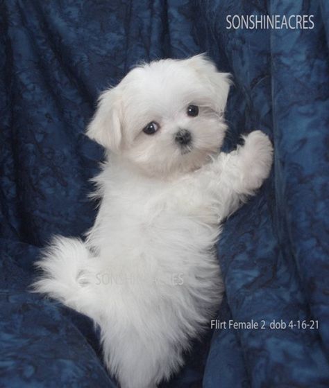 Puppy For Sale, Maltese Puppy Cut, Mini Maltese, Maltese Yorkie Mix, Baby Maltese, Morkie Puppies For Sale, Maltese Breed, Maltese Puppies For Sale, Cute Fluffy Puppies