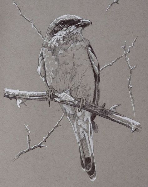 Ink Bird Drawing, Bird Ink Drawing, Toned Paper Sketch, Toned Paper Art, Toned Paper Drawing, Bird Art Painting, Wildlife Drawing, Drawing Birds, Small Lizards