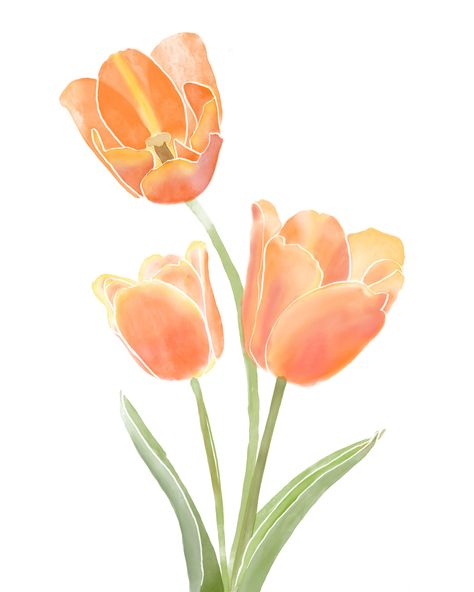 Tulips Images, Tulip Drawing, Watercolor Orange, Orange Icons:), Fleur Orange, Tulip Painting, Flower Bedroom, Tulips Art, Orange Tulips