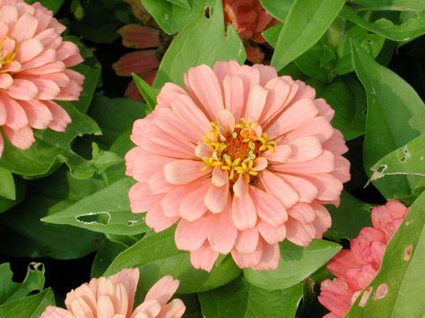 Peach Zinnia, Oklahoma Carmine Zinnia, Zinderella Zinnia, Magellan Zinnia, Zinderella Lilac Zinnia, Pot Flowers, Zinnia Elegans, Annual Flowers, Dahlia