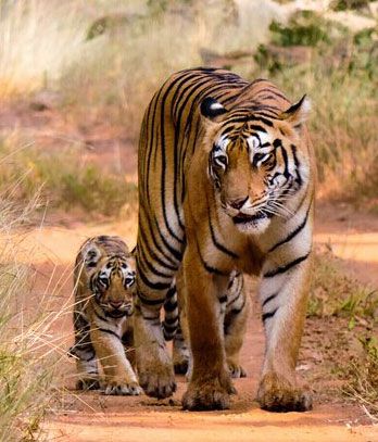 The luxury tiger safari in India is an experience of a lifetime with India Wild Safaris. Take a trip pan India with your loved ones as a beautiful memory. Hanuman Mandir, Project Tiger, Wildlife Of India, Tiger Photography, Safari Online, Safari Trip, Forest Department, Wild Safari, Tourism Website