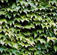 How to grow vines on wood or fencing siding without ruining wood. Kill Tree Roots, Ivy Plant Indoor, Climbing Indoor, Boston Ivy, Evergreen Vines, Ivy Vine, English Ivy, Ivy Plants, Garden Vines