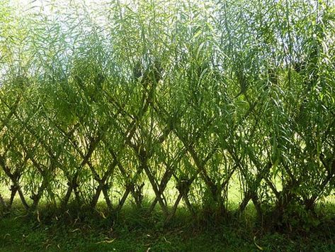 Willow Hedge, Living Willow Structures, Living Willow Fence, Willow Structures, Willow Fence, Garden Plant Supports, Willow Garden, Living Willow, Willow House