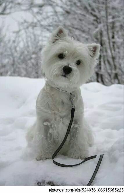 Westies love winter! Westie Puppies, Highlands Terrier, Westie Dogs, Highland Terrier, West Highland White, White Terrier, West Highland Terrier, West Highland White Terrier, White Dog