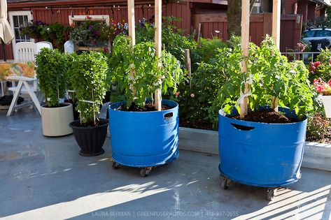 A  container garden with tomato and basil plants in movable blue plastic barrels. Urban Patio, Starting Plants From Seeds, Plastic Barrel Planter, Veggie Gardens, Growing Tomatoes In Containers, Garden Farm, Container Vegetables, Basil Plant, Barrel Planter