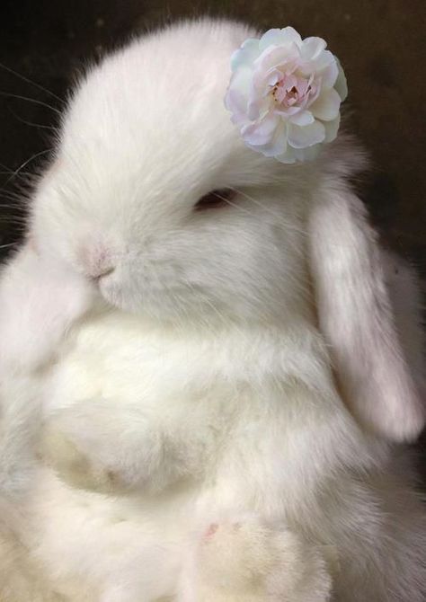 Conejo Bunny Pet, Söt Katt, Pet Pet, Bunny Pictures, Baby Bunnies, White Rabbit, Cute Creatures, Sweet Animals