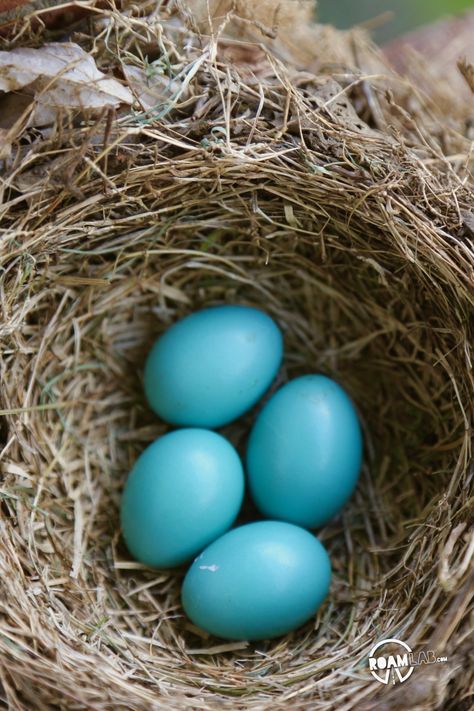 Robin's eggs Beach Cottage Exterior, Robin Blue, Coloring Eggs, Robins Egg, Robins Egg Blue, Bird Nest, Robins, Spring Colors, Blue Aesthetic