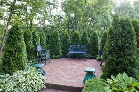 'Emerald Green' Arborvitae: Care and Growing Guide Windbreak Trees, Tall Potted Plants, Green Giant Arborvitae, Giant Arborvitae, Landscaping Shrubs, Emerald Green Arborvitae, Evergreen Bush, Arborvitae Tree, Privacy Trees