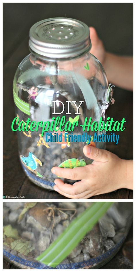 This DIY Caterpillar Habitat is an easy project that is perfect for kids. Plus… Caterpillar Habitat, Diy Caterpillar, Wooly Bear Caterpillar, Raising Butterflies, Habitats Projects, Flying Creatures, Live Frugally, Butterfly Habitat, Indoor Activities For Toddlers