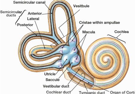 Human Ear Diagram, Map Animation, Flow Map, Occipital Lobe, Ear Anatomy, Outer Ear, Human Ear, Hearing Health, Study Flashcards