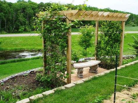 The Grape Arbor my honey built for our yard with the addition of semicircle block wall, pavers & a concrete bench. 6/2013 Grape Arbor Ideas Diy, Kiwi Arbor, Grape Vine Trellis, Grape Trellis, Grape Arbor, Vine Trellis, Wood Trellis, Concrete Bench, Diy Trellis