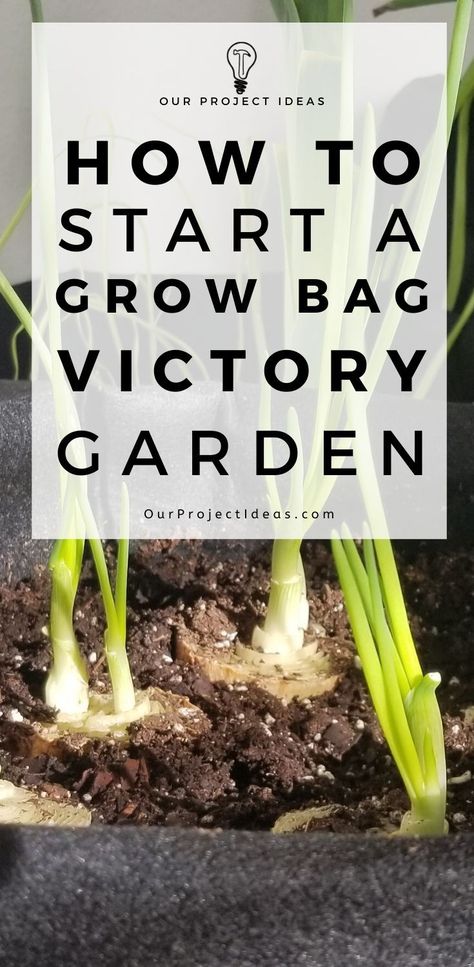 How To Start A Grow Bag Victory Garden Garden Prepping, Kitchen Scraps, Vegetable Garden Diy, Victory Garden, Seed Starter, Starting A Garden, Grow Bags, Indoor Gardening, Growing Indoors