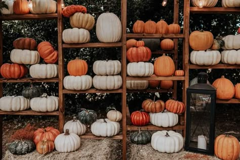 Pumpkin Wall Photoshoot, Fall Greenhouse Mini Sessions, Fall Setup Photography, Pumpkin Patch Photo Backdrop, Fall Display Ideas, Fall Mini Sessions Set Up, Fall Photoshoot Setup Ideas, Fall Mini Session Ideas, Fall Greenhouse