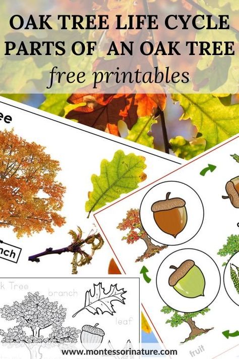 Oak Tree Life Cycle And Parts Of An Oak Tree – Free Printable - Montessori Nature Oak Tree Life Cycle, Acorn Life Cycle, Tree Poems, Anatomy Guide, Life Cycles Preschool, Fall Facts, Maths In Nature, Nature Preschool, Tree Life Cycle