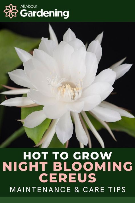 Flower Planting Guide, Night Blooming Cereus, Night Blooming Flowers, Orchid Cactus, Goth Garden, Not Well, Growing Orchids, Moon Garden, Unusual Flowers