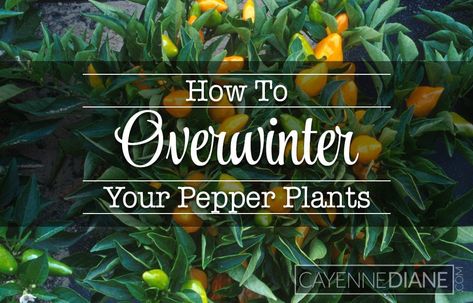 Tips for Keeping Your Pepper Plants Alive Over the Winter - Cayenne Diane Companion Herbs, Companion Planting Layout, Hot Pepper Plants, Cayenne Pepper Plant, Overwintering Plants, Herb Companion Planting, Planting Layout, Jalapeno Plant, Cilantro Plant