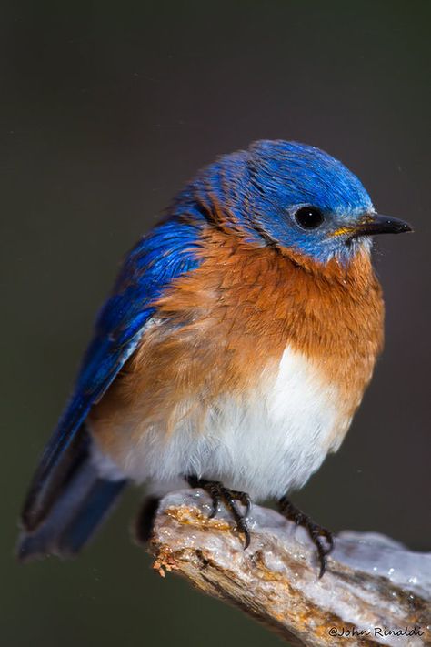 Bluebird :) Eastern Bluebird, Orange Bird, Backyard Birds, Bird Pictures, Exotic Birds, Pretty Birds, Bird Photo, Alam Yang Indah, Colorful Birds