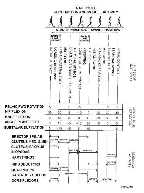 gait analysis Gait Deviations, Gait Analysis, Athletic Training Sports Medicine, Pta Programs, Physical Therapy School, Human Muscle Anatomy, Physical Therapist Assistant, Physical Therapy Assistant, Chronic Pain Relief