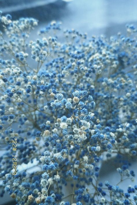 Natural Blue Flowers, Asthetic Pictures Blue, Blue Baby Breath, Blue Bg, Cute Images For Wallpaper, Light Blue Aesthetic, Simple Phone Wallpapers, Light Blue Flowers, Luxury Flowers