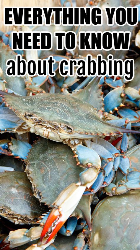 Another Crabs Treasure, Crabbing Tips How To Catch, Christmas Island Crab Migration, Maryland Blue Crab Drawing, Blue Claw Crab, Crab Cakes Easy, How To Catch Crappie, Crab Trap, Refreshing Summer Recipes