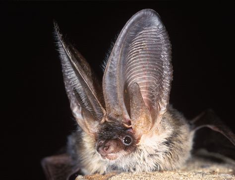 Regard Animal, Bat Species, Bat Flying, British Wildlife, Cute Bat, Creatures Of The Night, Endangered Species, Animal Kingdom, Animal Photography