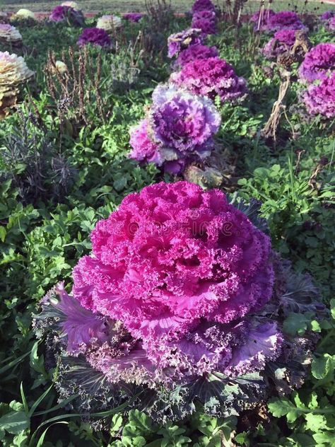 Close-up of Brassica oleracea flowers against a background of leaves royalty free stock photo Brassica Oleracea, Biennial Plants, A Background, Decoration Design, Green Leaves, Close Up, Royalty Free Stock Photos, Royalty, Royalty Free