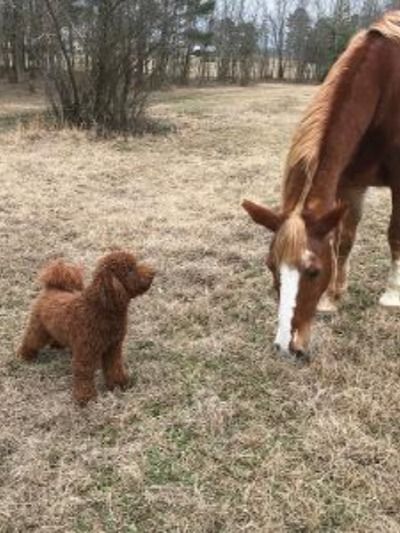 We are a breeder of Red Moyen Poodles. They are AKC, and although they look like Goldendoodles, they are full bred poodles. It took a year to find a male and female that were deeply red and health tested parents. Lola and Casey have both been tested and are clear of any genetic problems. Looking for puppies the end of July. I have been a dog breeder for over 20 years but look forward to these gorgeous puppies. Lola and Casey are just the beginning to our Moyen breeding. sundance4863@aol.com Red Moyen Poodle, Moyen Poodle, Dog Breeder, Male And Female, Genetic, Goldendoodle, The Beginning, A Dog, 20 Years