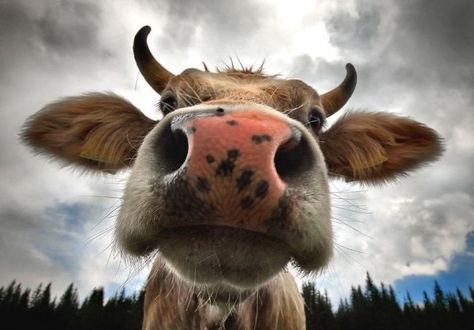 Cow Nose, Cow Photography, Fluffy Cows, Animal Print Wallpaper, Silly Animals, Fluffy Animals, Cute Wild Animals, Animal Heads, Cute Animal Pictures