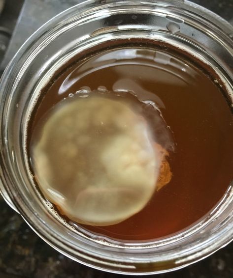 How Making Kombucha Scoby Mother From Scratch is Easy Kombucha Flavors Recipes, Making Kombucha, Make Your Own Kombucha, Kombucha Drink, Probiotic Food, Kombucha Brewing, Make Kombucha, Kombucha Flavors, Kombucha Scoby