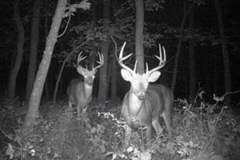 Dear Hunting, Deer Images, Wildlife Management, Hunting Ideas, Deer Feeders, Bow Hunting Deer, Whitetail Hunting, Trail Cam, Game Camera