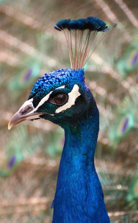 Peacock Facts, Peacock Head, Nature Spa, Women Template, Feather Shirt, Phoenix Costume, Feather With Birds Tattoo, Vehicle Illustration, Peacock Photos