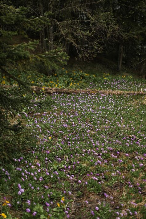 Meadow with wild flowers by Milles Studio for Stocksy United Meadow Core, Neverland Chronicles, Meadow Aesthetic, Cottagecore Painting, Flower Meadows, Pretty Scenery, Mountain Meadow, Wild Flower Meadow, Guided Imagery