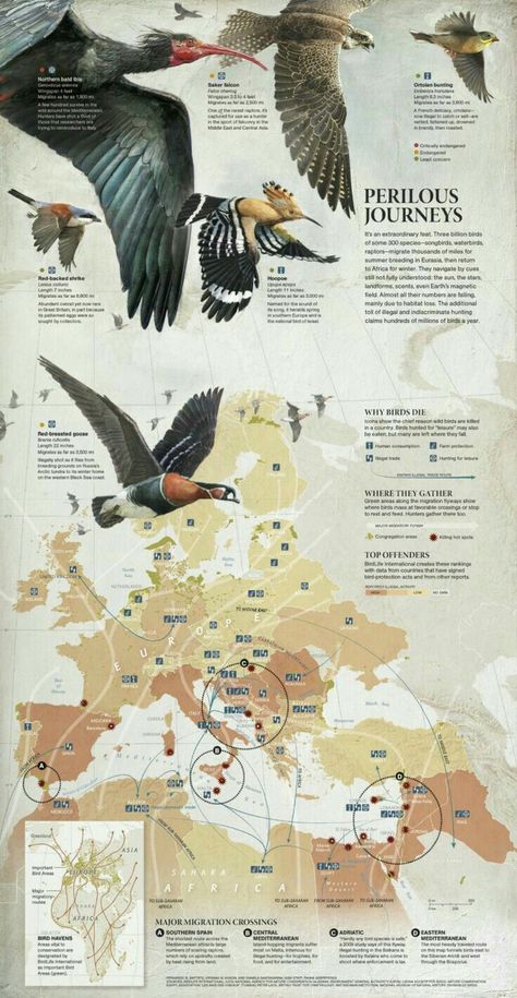 Animal Infographic, Scientific Poster, Data Visualization Design, Blond Amsterdam, Bird Migration, Remote Sensing, Newspaper Design, Information Graphics, Scientific Illustration