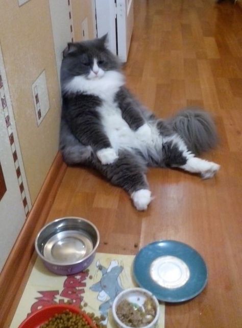 22 Hilarious Photos of #Cats That Are in a #Food Coma http://ibeebz.com Cats Food, Fat Food, Food Plate, Söt Katt, Cat Sitting, Cute Kittens, Cat Cat, Cats Meow, Funny Animal Pictures