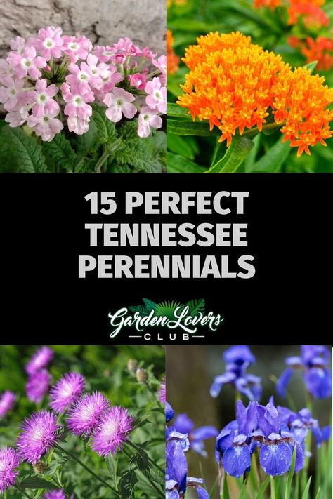 Depending on where you live in Tennessee, you may be in growing zones 5 through 8. Furthermore, selected plants should meet the conditions in the spot where you want to plant them. For example, some plants do great in sunny locations while others love the shade. Tennessee Landscaping Front Yard, Front Yard Landscaping Tennessee, Native Tennessee Flowers, Tennessee Planting Guide, East Tennessee Native Plants, Middle Tennessee Landscaping Ideas, Native Tennessee Plants, Tennessee Landscape Ideas, East Tennessee Landscaping Ideas