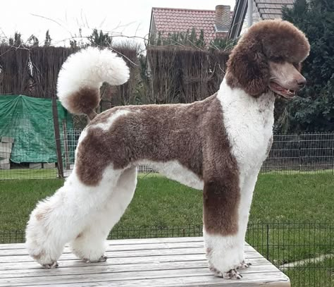 Poodle Trim Styles, Masculine Poodle Haircut, Standard Poodle Parti, Moyen Poodle Haircut Styles, Short Poodle Haircut, Standard Poodle Haircut Styles, Poodle Grooming Styles, Poodle Groom, Big Poodle