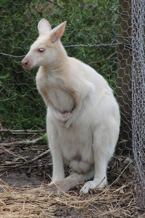 Albino kangaroo at Peel Zoo. Albino Kangaroo, Albino Animals, Australian Animals, Spiders, Reptiles, Nature Lover, Kangaroo, 1 Year, Insects