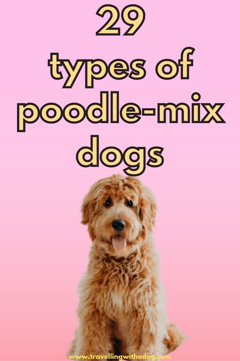 Types Of Doodles, Mixed Dogs Breeds, Poodle Dogs, Doodle Dogs, Small Poodle Mix Breeds, Medium Doodle Dog, Types Of Doodles Dogs, Double Doodle Dog, Labradoodle Drawing