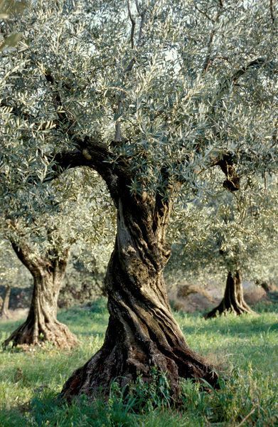 Olive Trees Landscape, Interesting Trees, Weird Trees, Colorado Landscape, Olea Europaea, Vera Cruz, Old Trees, Olive Trees, Ancient Tree