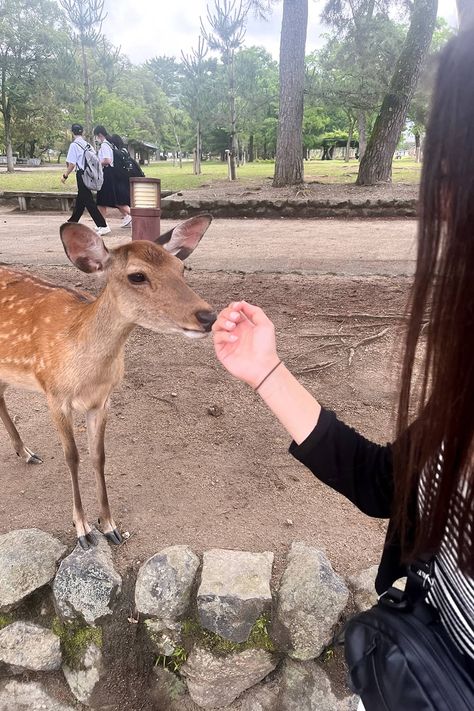 Find out how to spend the perfect day in Nara Deer Park from Osaka! We share why you should visit Nara from Osaka instead of Kyoto, how to get there as well as our top recommendations on what to see, eat and do in Nara! If you are more of a visual person, we also share the outline of our 1-day Nara Deer Park itinerary on a map! Nara Deer Park, Japanese Rice Dishes, Nara Deer, Nara Park, Nara Japan, Japan Travel Guide, Insta Ideas, Japan Trip, Deer Park