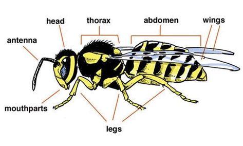 Learn English Vocabulary through Pictures : Farm/ Domestic Animals – ESL Buzz Insect Body Parts, Bee Anatomy, Insect Art Projects, Insects For Kids, Vocabulary In English, Geometry Formulas, Animal Body Parts, Animal Classification, Insects Theme