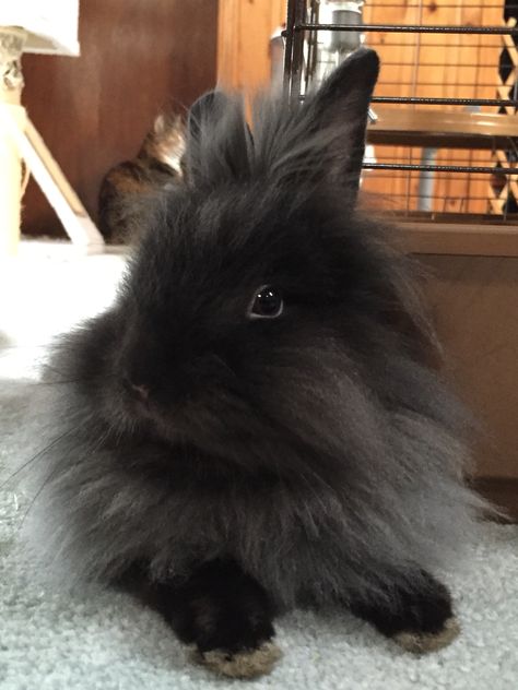 My new Lionhead/Dutch mixed rabbit! Bunny Lionhead, Rabbit Lionhead, Lionhead Bunny, Lionhead Rabbit, Cute Bunny Pictures, Rabbit Hutches, Bunny Pictures, Lion Head, Rodents