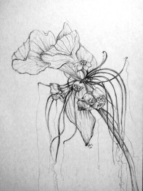 A drawing I did of a bat flower. Bat Flower Aesthetic, Bat Orchid Tattoo, Bat Flower Tattoo, Bat Orchid, Bat Sketch, Orchid Drawing, Flower Tat, Bat Flower, Dark Botanical