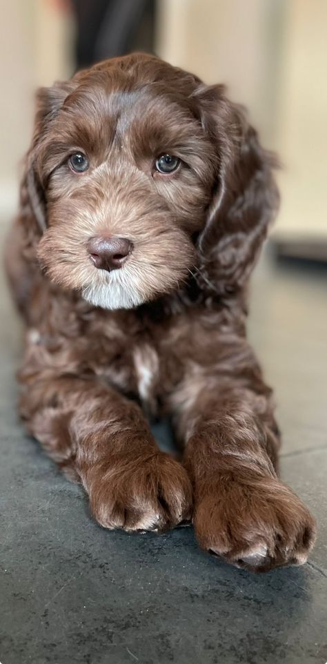 Chocolate Goldendoodle, Golden Doodles, Hypoallergenic Dogs, Labradoodle, Goldendoodle, Cute Puppies, Cute Dogs, Doodles, Puppies