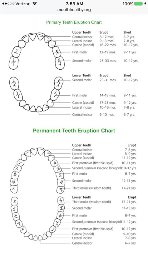 Teeth  Erupt and Shed pattern Teeth Eruption Chart, Baby Tooth Chart, Teeth Chart, Teeth Eruption, Dental Assistant Study, Tooth Chart, Dental Health Care, Windows To The Soul, Medical School Life